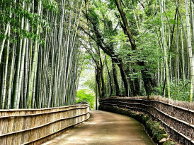 Path through Arashiyama bamboo grove Photo by SE YEON JEON on Unsplash