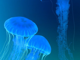 Ethereal jellyfish display with colorful lighting.Image by Florenz Villegas from Pixabay