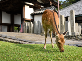 Free-roaming deer in Nara Park with traditional temple buildings in background.