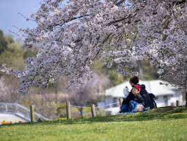 Two travelers sitting with a host under cherry blossoms in a park setting. Photo by Nguyen Hung on pexels