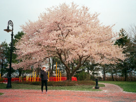 Cherry blossom trees in full bloom with petals falling like snow in a quiet park Photo by Yunfan Xu on Unsplash