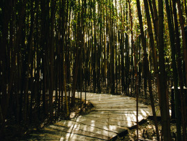 Sunlight filtering through a dense bamboo grove creating dramatic shadows on a forest path Photo by Inês Conceição on Unsplash