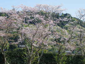 White plum blossoms covering hillside trees with a traditional farmhouse visible in the valley below. Photo by Naoki Suzuki on Unsplash