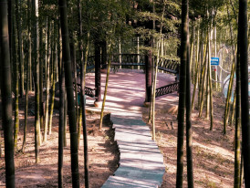 A peaceful bamboo grove pathway in an urban park with city buildings barely visible through the trees and morning sunlight filtering through the leaves Photo by Michael Jiang on Unsplash