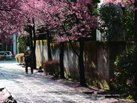 Cherry blossoms lining a quiet street in Sumiyoshi Photo by wayne shang on Unsplash