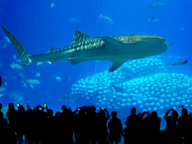 Massive main tank at Osaka Aquarium Kaiyukan with whale sharks swimming and visitors silhouetted against the blue water Photo by yao oo on Unsplash