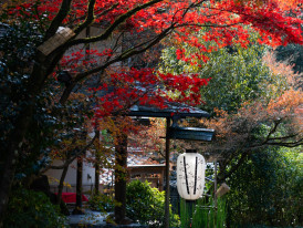Traditional Japanese architecture with autumn foliage. Photo by Weichao Deng on Unsplash
