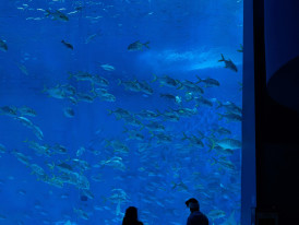 Large aquarium tank with diverse marine life Photo by Shay Chen on Unsplash