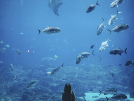 Children watching whale sharks Image by StockSnap from Pixabay