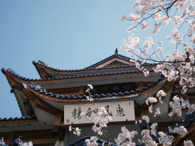 Cherry blossoms framing temple buildings Photo by Egxik Chahar on Unsplash