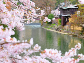 Cherry blossoms along a quiet canal.