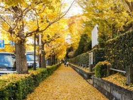 A tree-lined street in Osaka with ginkgo trees and fallen golden leaves on sidewalks with light foot traffic Photo by Maggie Hung on Unsplash