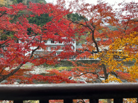 A view from a quiet rooftop garden overlooking residential Osaka with autumn trees creating patches of color among traditional houses. Photo by Hy. on Unsplash