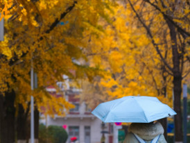 A peaceful autumn scene during light rain with paths and benches empty. Photo by Ming Lv on Unsplash