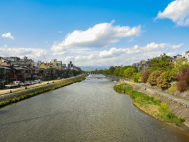 A serene early summer morning along the Kamo River, a lone heron standing still by the west bank.