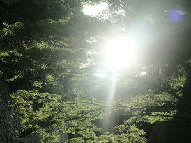 Dappled sunlight filtering through ancient forest canopy on the Kurama-Kibune hiking trail Photo by Mak on Unsplash