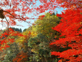 Kyoto temple garden in peak autumn, with fiery red and golden leaves framing a peaceful walkway Photo by Jared Chen on Unsplash