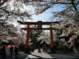 Cherry blossoms framing a traditional temple gate with visitors walking beneath Photo by Isuilus SmIle on Unsplash