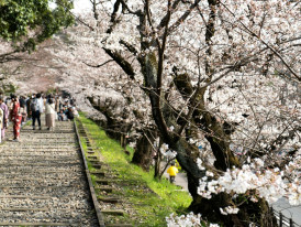 Cherry blossoms forming tunnel over temple path with visitors walking beneath Photo by David Emrich on Unsplash