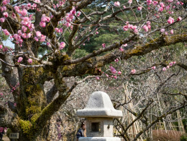 Stone lantern in temple garden with scattered cherry petals.  Photo by Sue Winston on Unsplash