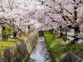 A peaceful early morning view of Kyoto's Philosopher's Path, flanked by cherry blossoms in bloom Photo by Balazs Simon on pexels