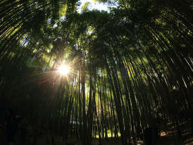Early morning light through Arashiyama's bamboo grove Photo by kazuend on Unsplash