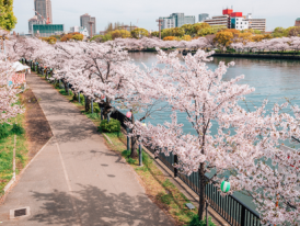 Cherry blossoms road with river in Kema Sakuranomiya Park