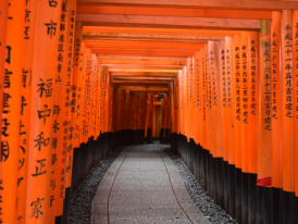 Sunlight filters through rows of vermilion torii gates on Mount Inari
