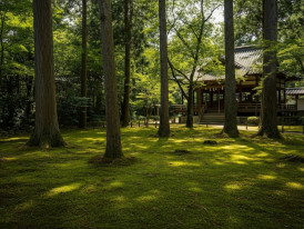 Lush moss and tall trees surround historic buildings at Sanzenin Temple