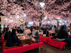 Friends and families sharing food and drinks beneath pink cherry trees in spring