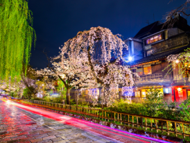 Gion District with Sakura at Night