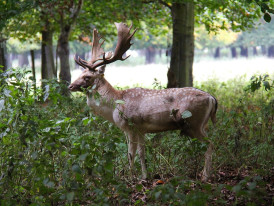 Wild deer in Phoenix Park Dublin with open green fields in view
