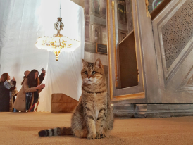 Cat museum with visitors  