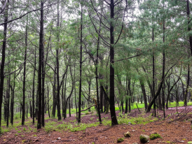 Pine forest trail at Desierto de los Leones national park