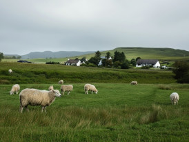 Quiet Irish valley with distant sheep bells and peaceful countryside views