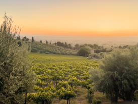 Old Frascati vineyard on rolling hills just before dusk