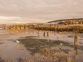Avocets over salt marsh at golden hour on the Swale estuary
