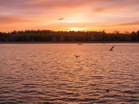Sunset over Hanningfield Reservoir with birds on the water