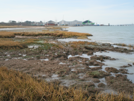The Maldon salt marsh