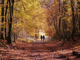 Beech woods at Ashridge in late afternoon