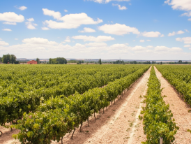 Ribera del Duero vineyards, where Spain’s finest reds are crafted