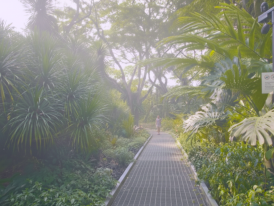Misty morning path in Singapore Botanic Gardens