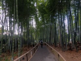 Path through Kodai-ji’s bamboo grove with tall green stalks
