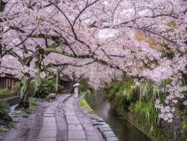 Path along a canal lined with cherry trees on the Philosopher’s Path