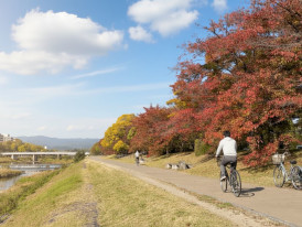 Cyclist following a quiet riverside path in Kyoto with morning light on the trees
