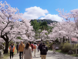 Cherry blossom crowds packed in Maruyama Park
