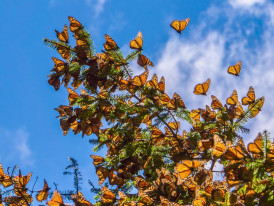 Monarch butterflies clustered on oyamel branches