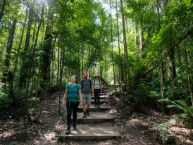 Trail through primary rainforest at Bukit Timah Nature Reserve