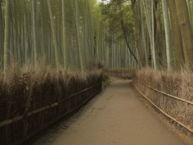 Path through the Arashiyama bamboo forest in Kyoto