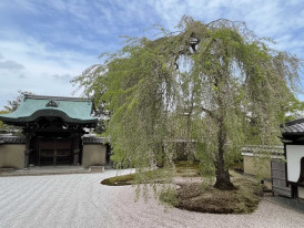 Garden courtyard at Kodai-ji Temple in Kyoto with a flowering weeping cherry tree
